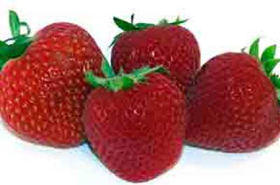 New Jersey Strawberries